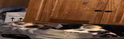 Mixed Breed cats for sale: 5 beautiful kittens  - Advert 11