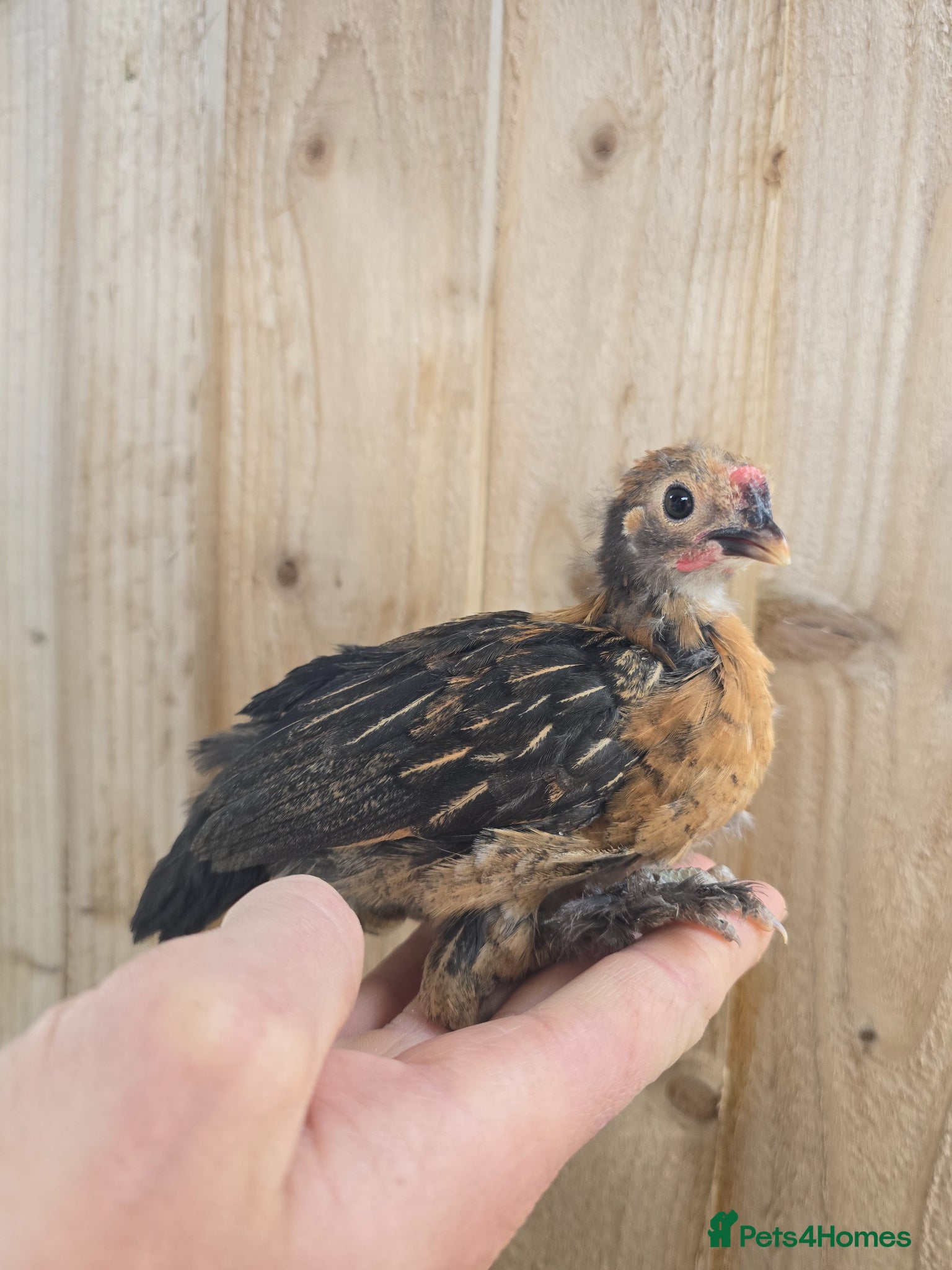 Chickens poultry 4 wks old Pekin Bantam x Sebright chicks - Advert 20