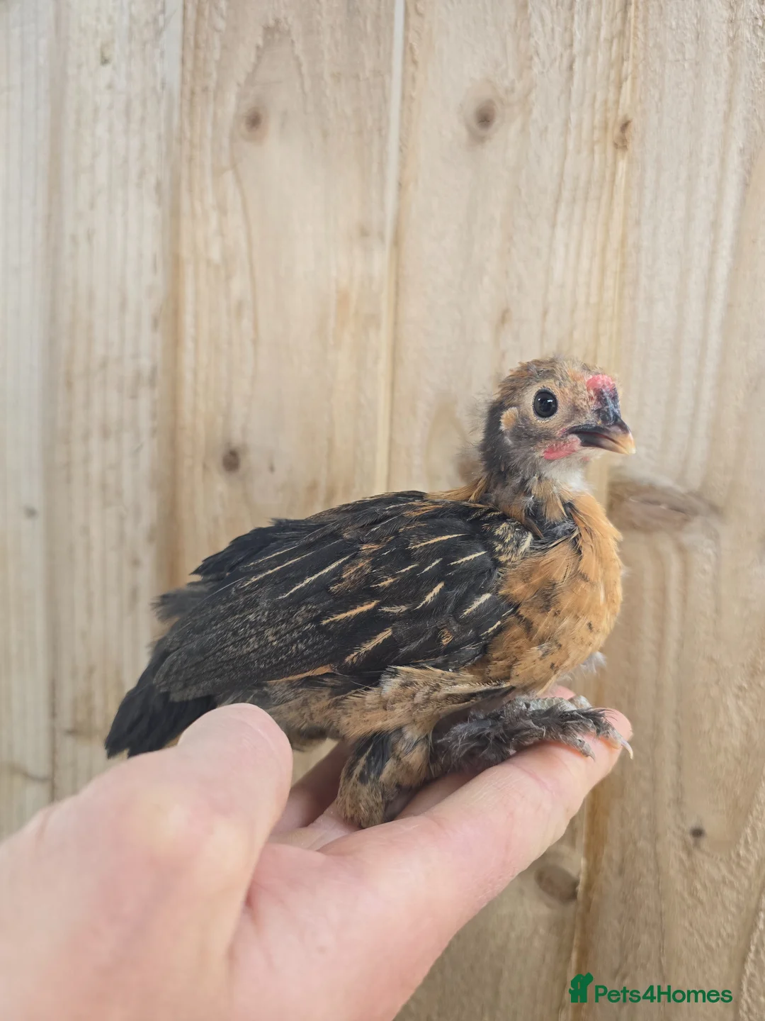 Chickens poultry for sale: 6 wks old Pekin Bantam x Sebright chicks - Advert 1