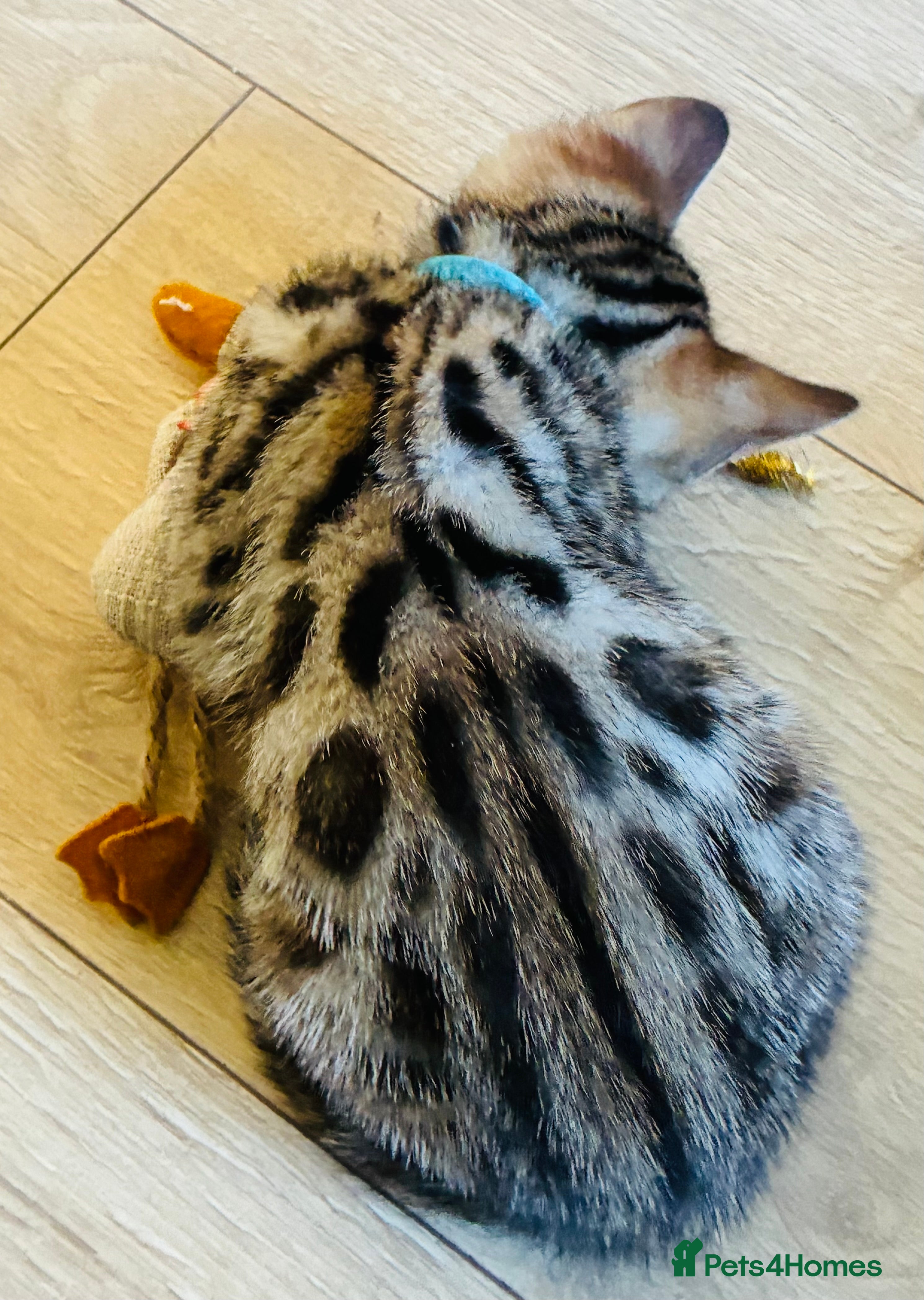 Bengal cats Beautiful Bengal Kittens available SOON!!! - Advert 2
