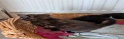 Mixed Breed cats for sale: Siberian X Bengal kittens for sale in Portsmouth - Advert 10