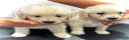 Golden Retriever dogs for sale: Golden Retriever Puppy’s  in Knottingley - Advert 10