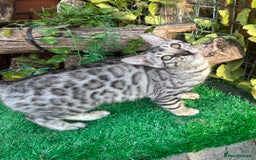 Bengal cats for sale: Two incredibly friendly TICA reg kittens  in Darwen - Image 7