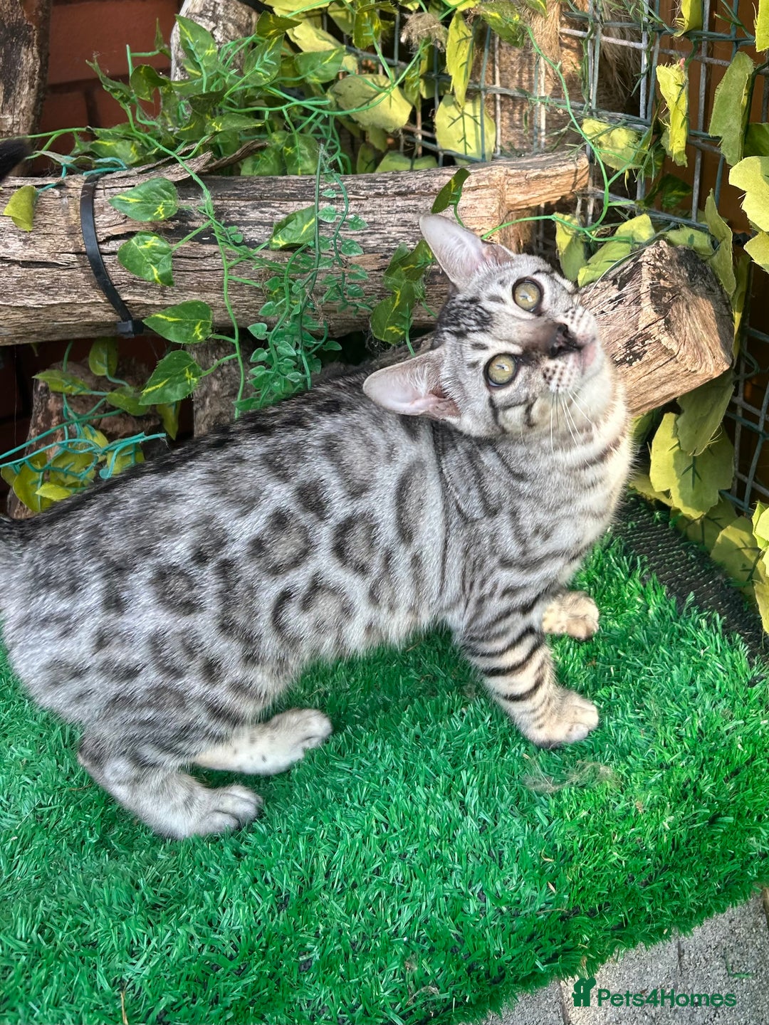 Bengal cats for sale: Two incredibly friendly TICA reg kittens  in Darwen - Image 7