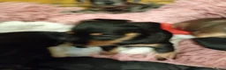 Mixed Breed dogs for sale: Miniature schnoxies  - Advert 13