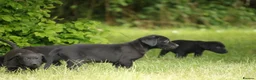 Labrador Retriever dogs for sale: Working KC Black Labrador Pups - Advert 5