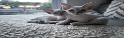 Devon Rex cats for sale: Devon Rex kittens pointed💙blue eyes💙 - Advert 34