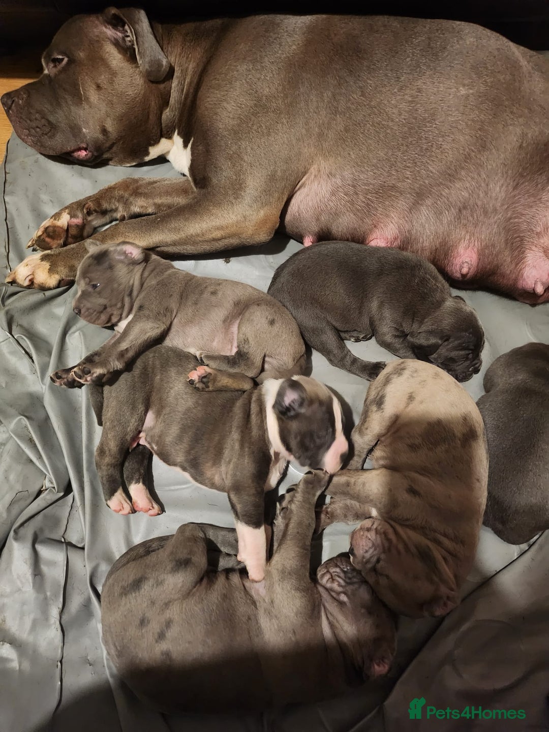 Mixed Breed dogs for sale: Cane corso mix  - Advert 3