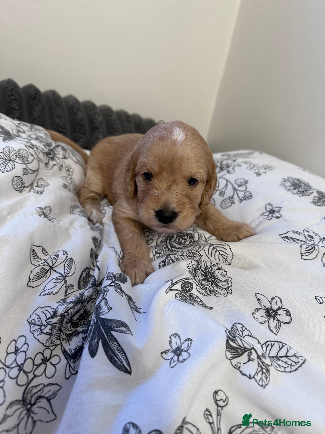 Cockapoo dogs for sale: Cockerpoo Puppies (F1) - Advert 2