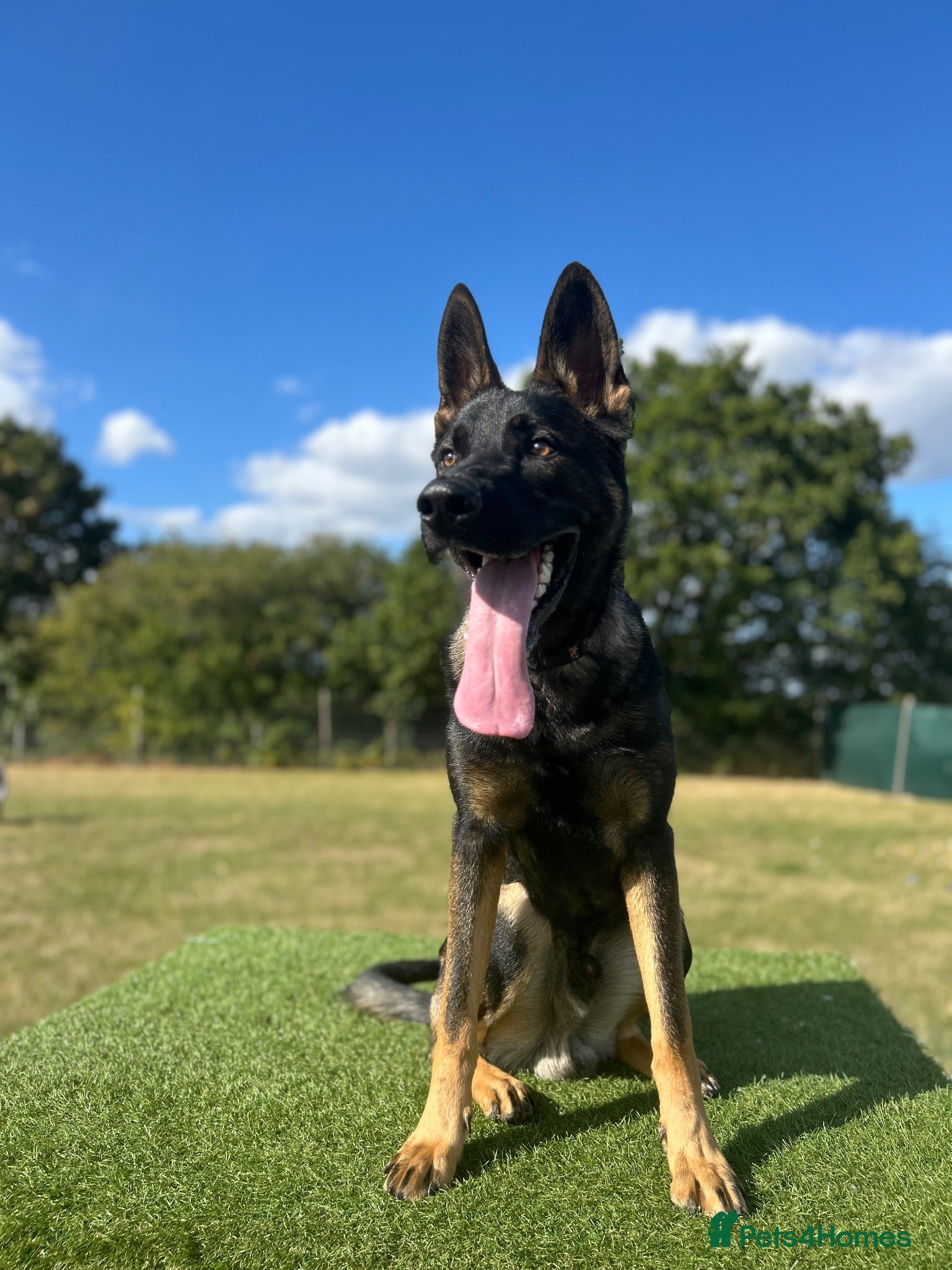 Mixed Breed dogs 10 month old Shepherd cross - Advert 1
