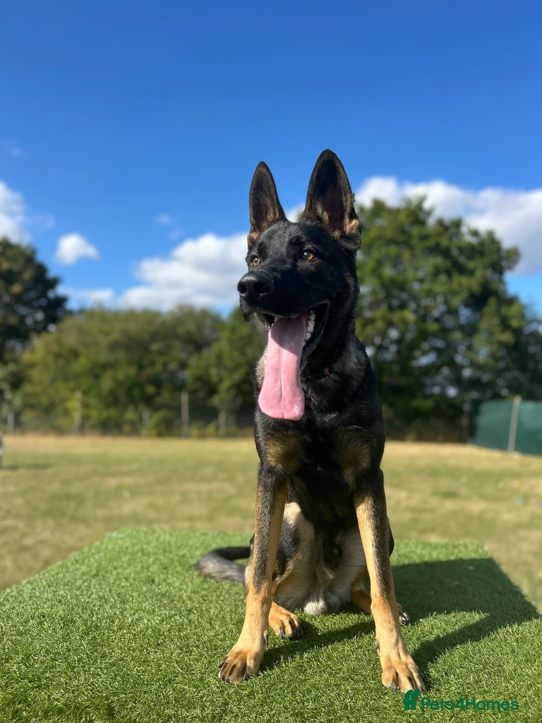 Mixed Breed dogs for sale: 10 month old Shepherd cross - Advert 1