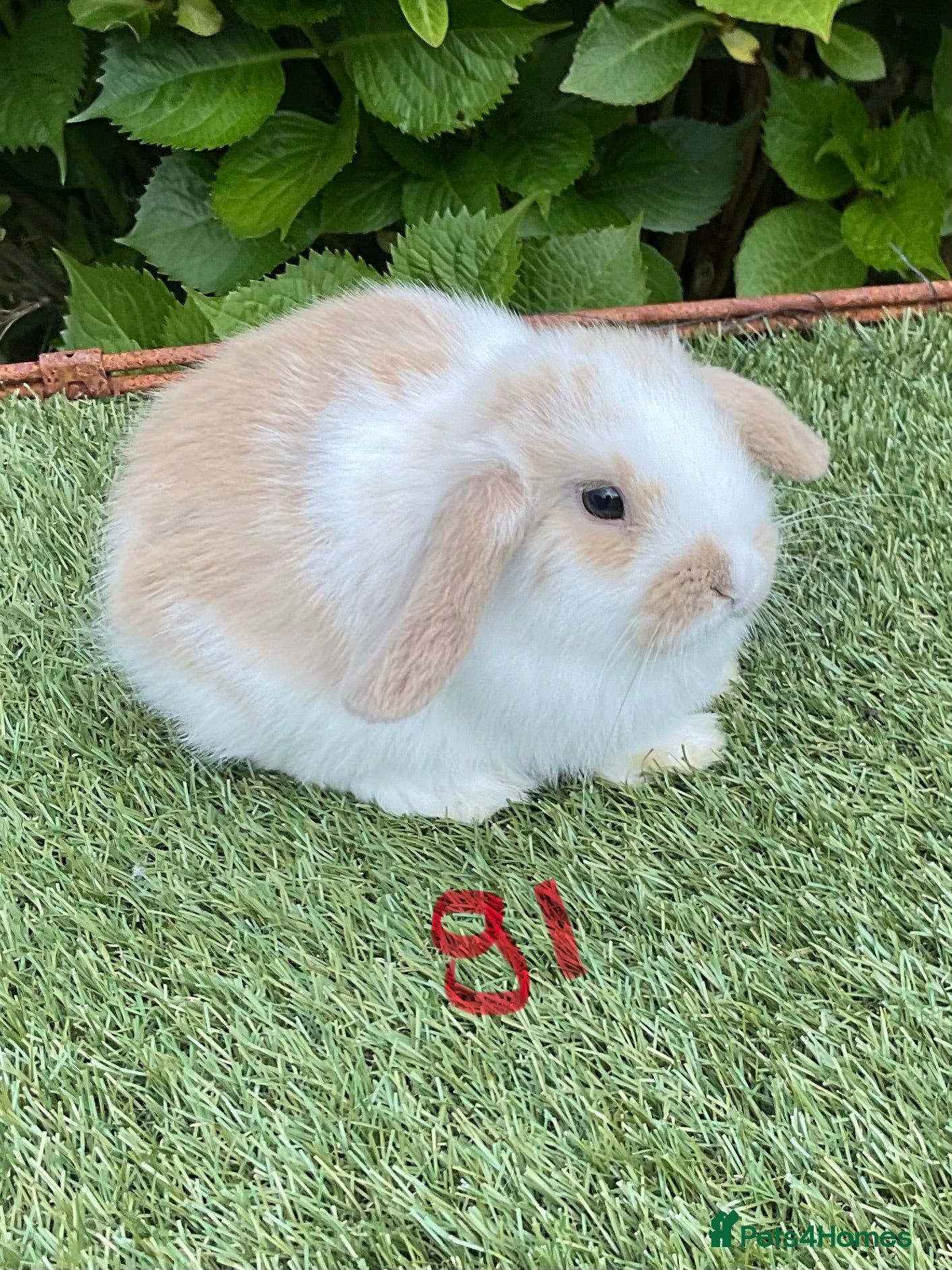 Mini Lop rabbits Pure bred mini lops baby Rabbits.  - Advert 2