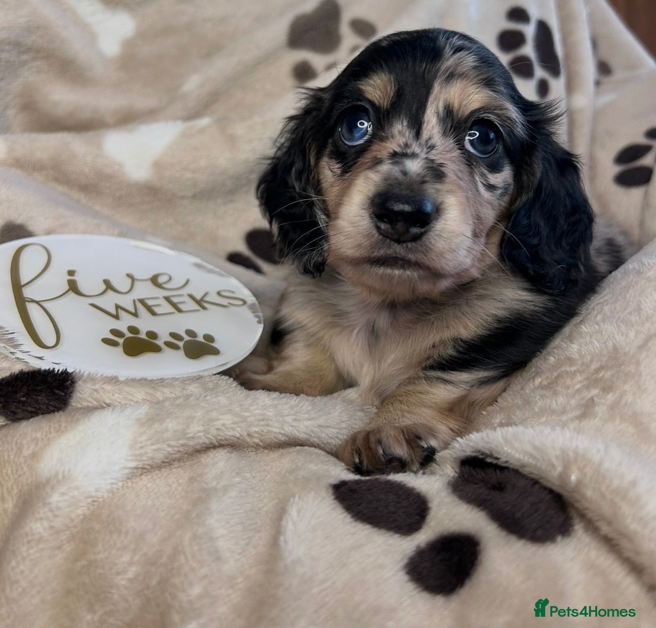 Miniature Dachshund dogs 🖤🍦 STUNNING SILVER DAPPLE & CREAM LONGHAIR 🍦🖤  - Advert 15