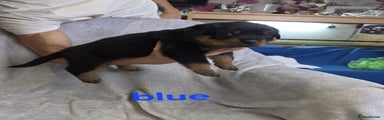 Rottweiler blue puppy