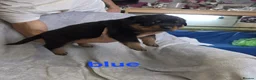 Rottweiler dogs for sale: Purebred Rottweiler Puppies ready to leave  - Advert 6