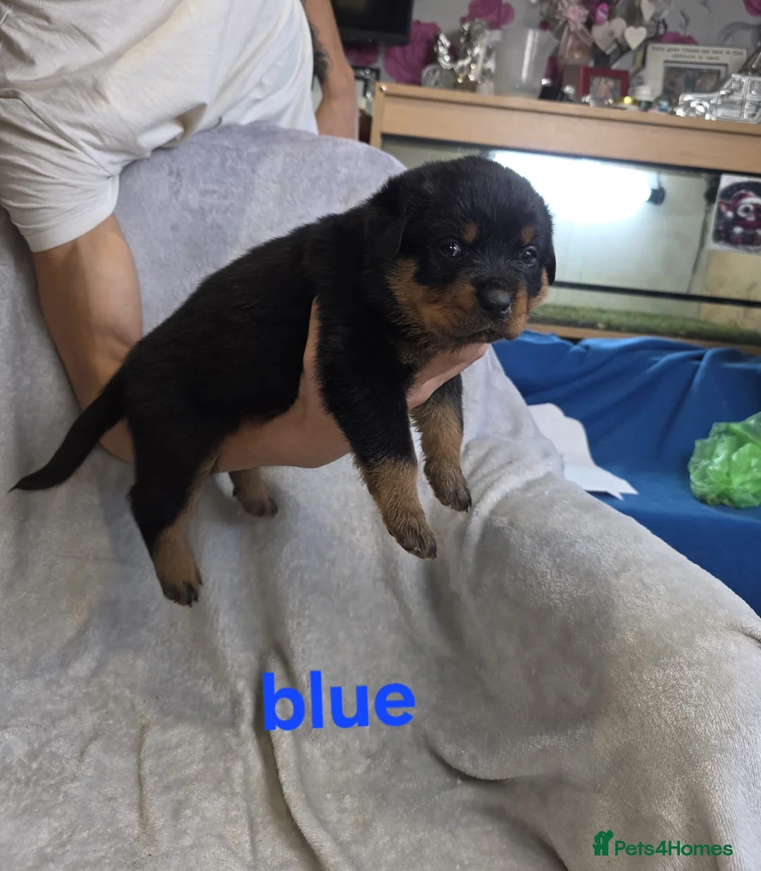Rottweiler dogs for sale: Purebred Rottweiler Puppies ready to leave  - Advert 6