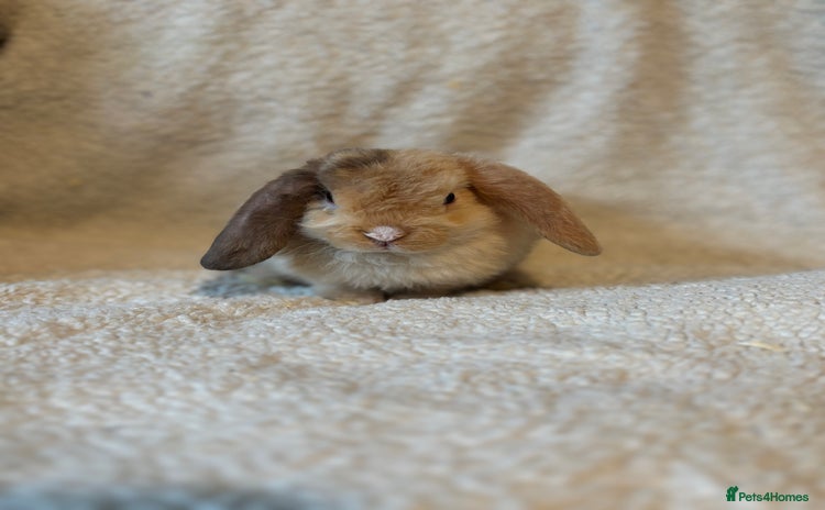 Mini Lop rabbits - Advert 16