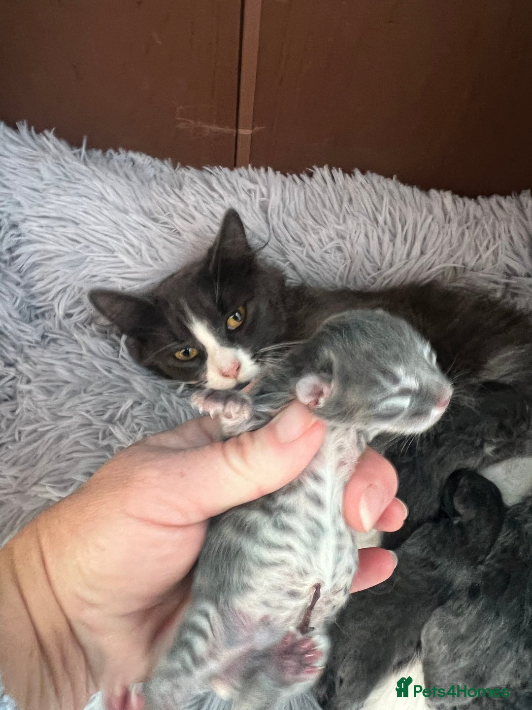 Ragdoll cats for sale: Ragdoll kittens - Image 9