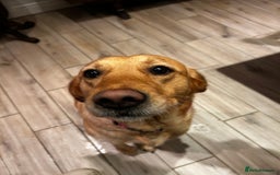 Goldador dogs for sale: 9 gorgeous goldador’s for sale - Image 7