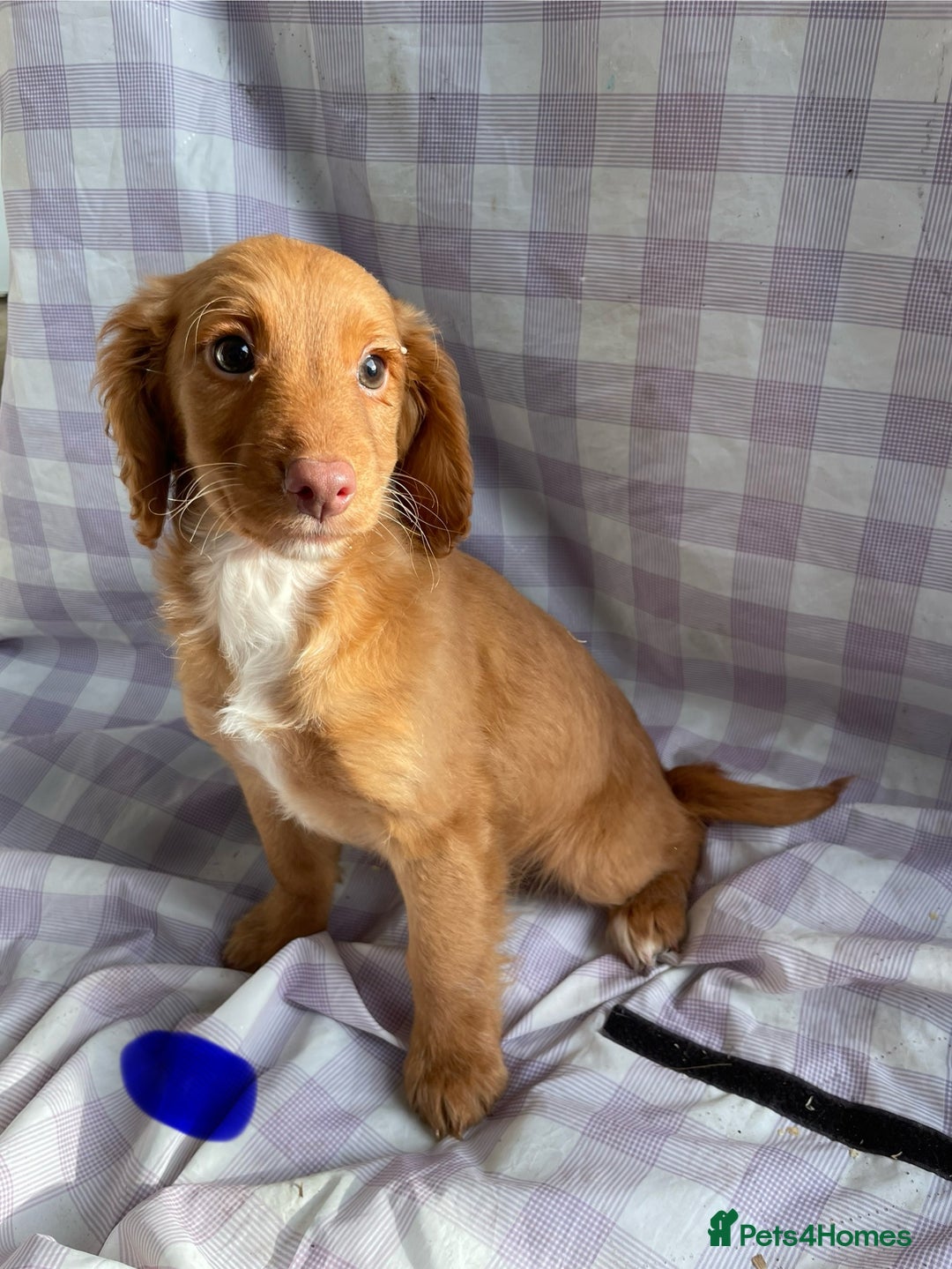 Cockapoo dogs for sale: Cockapoo puppies  - Advert 14