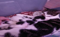 Chausie cats for sale: Beautiful babies needing forever homes - Image 4