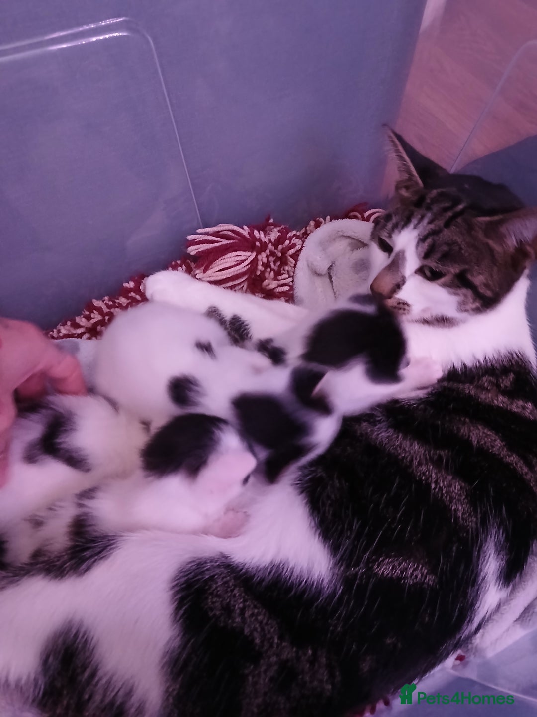 Chausie cats for sale: Beautiful babies needing forever homes - Image 4