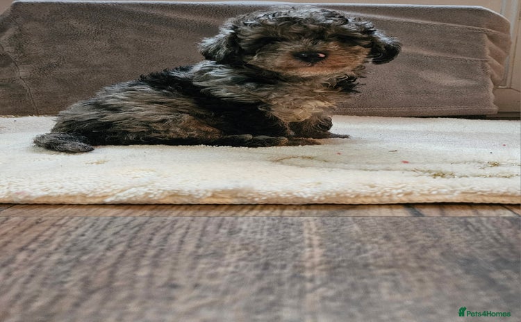 Toy Poodle dogs - Advert 9