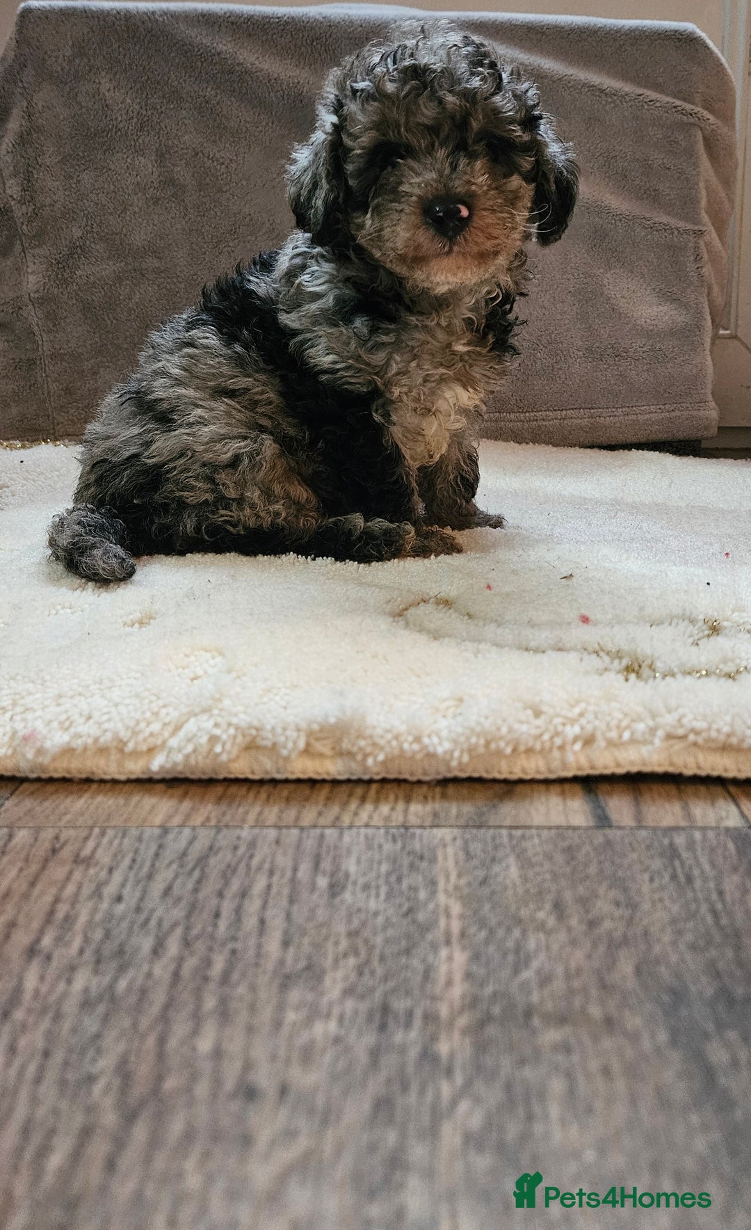 Toy Poodle dogs for sale: Merle toy poodle puppys available now  - Image 1