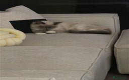 Ragdoll cats for sale: Beautiful Blue point mitted Ragdoll  - Advert 15