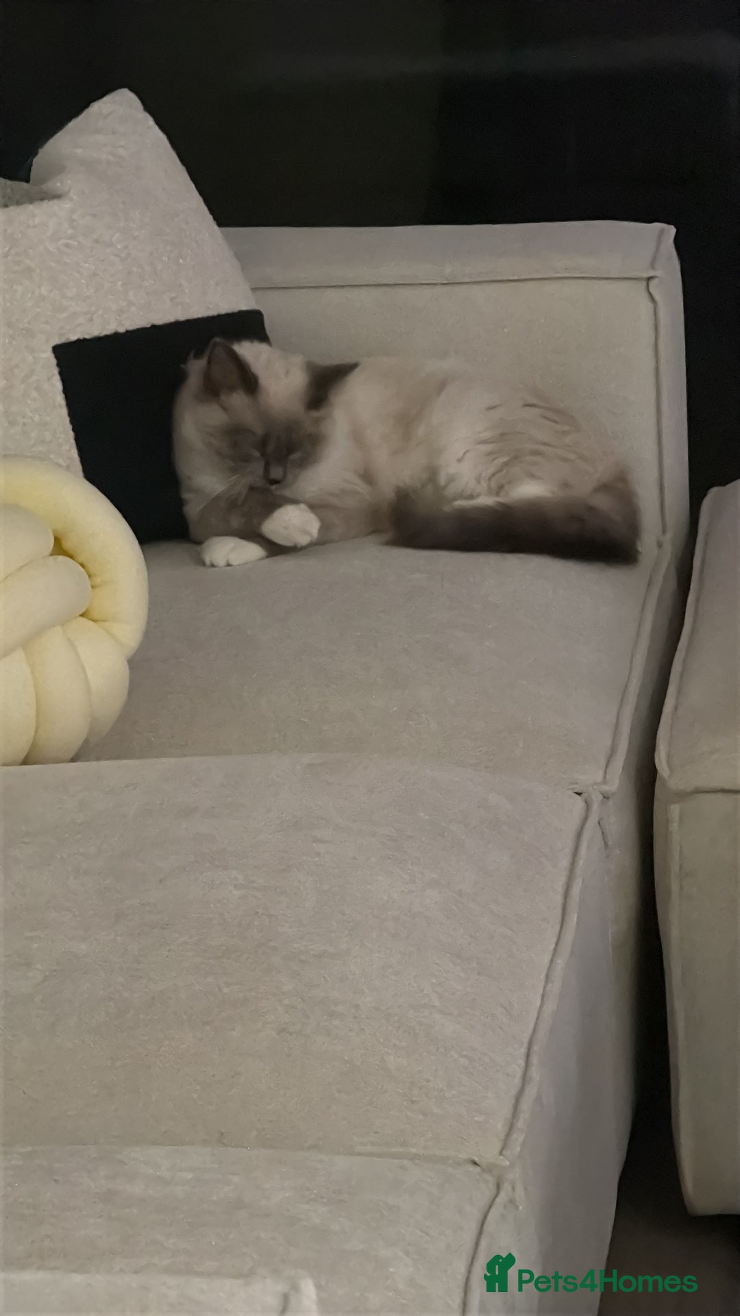 Ragdoll cats for sale: Beautiful Blue point mitted Ragdoll  - Advert 15