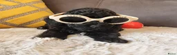 Shihpoo dogs for sale: Gorgeous Little Shihpoo Pups sold Fully Vaccinated - Advert 11