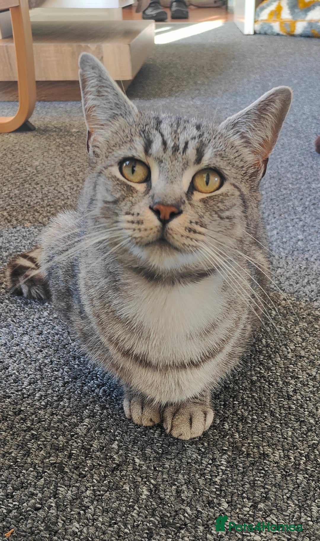 Mixed Breed cats for sale: Cats for adoption  - Advert 2