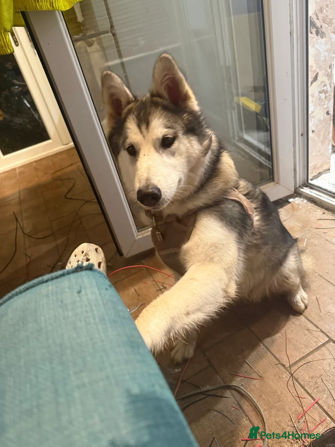 Utonagan dogs for sale:  Loving, Energetic Puppy 7 Months Old - Advert 1