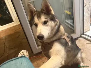 Utonagan dogs Loving, Energetic Puppy 7 Months Old - Advert 5