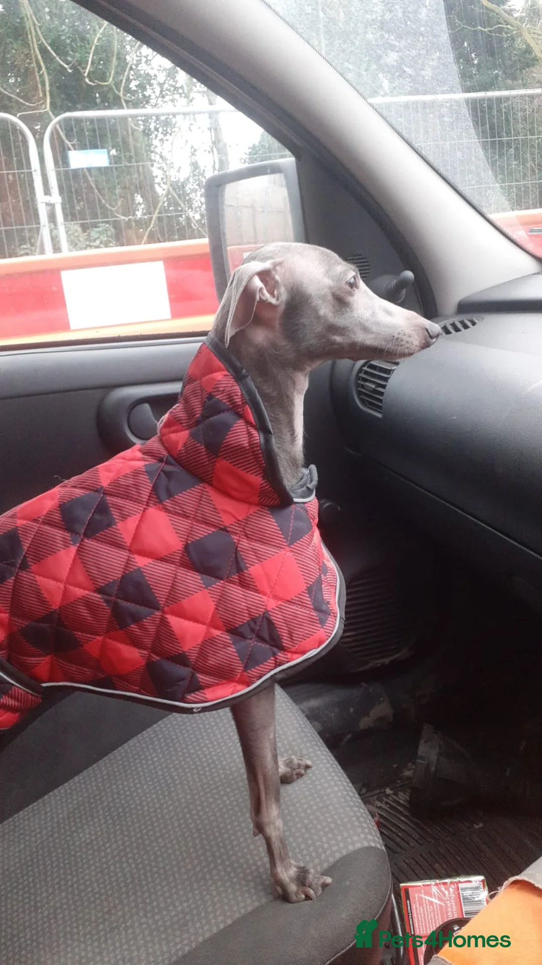 Italian Greyhound dogs for sale: Beautiful KC Registered Italian greyhounds - Advert 2