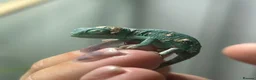 Chameleon reptiles for sale: Yemen Chameleon Babies ✅ 🦎 in Dunmow - Advert 3