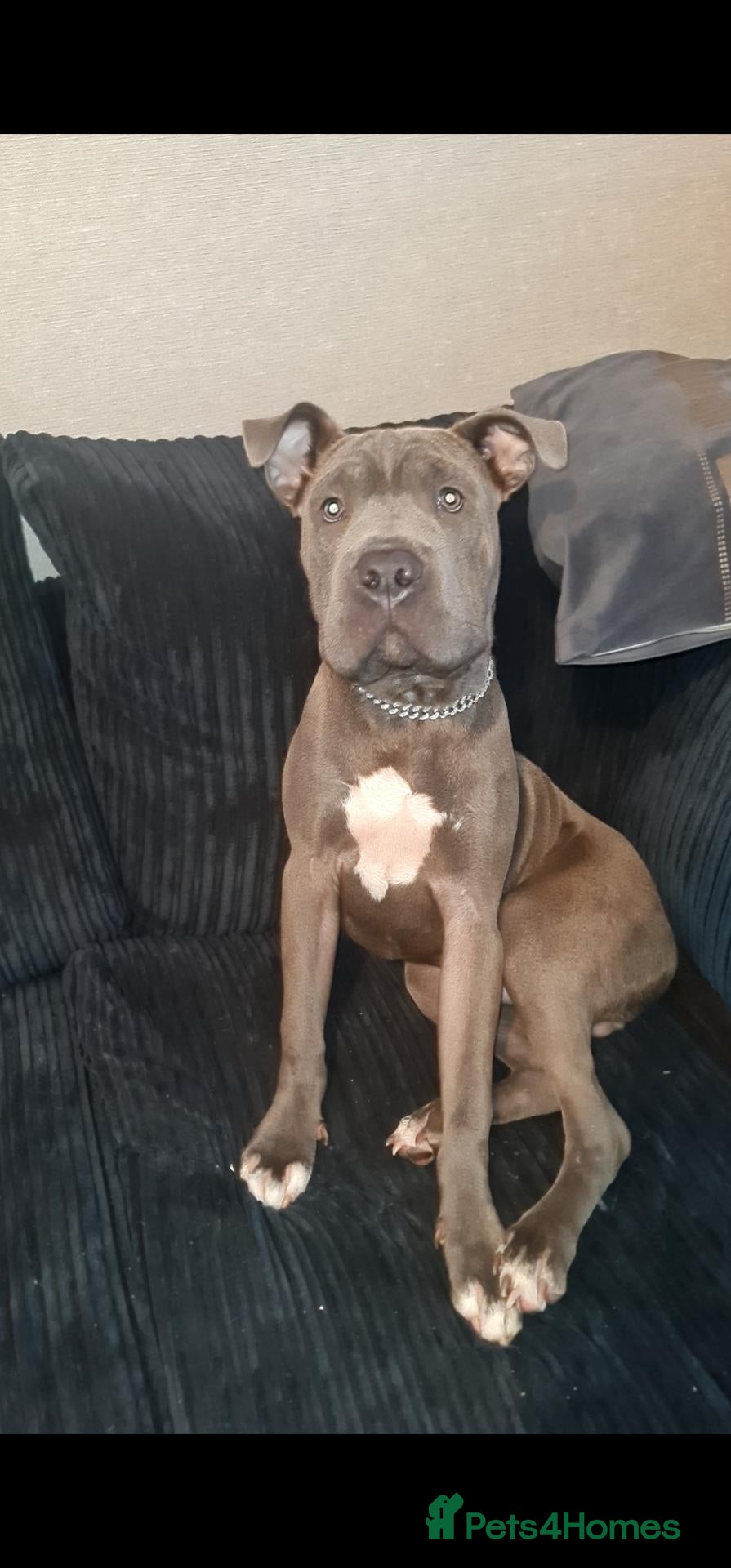 Mixed Breed dogs Cane corso X shar pei 9 months old  - Advert 4
