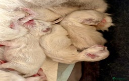 Ragdoll cats for sale: WORLD BEATIFUL RAGDOLL KITTEN/FIFe - Image 15