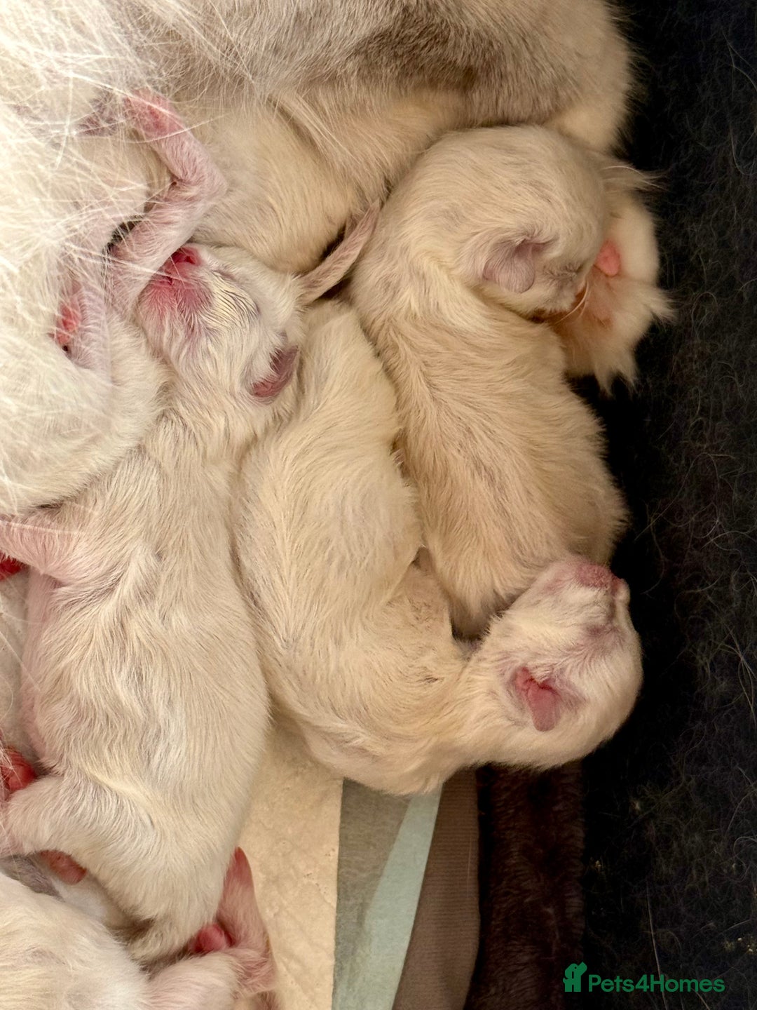 Ragdoll cats for sale: WORLD BEATIFUL RAGDOLL KITTEN/FIFe - Image 15