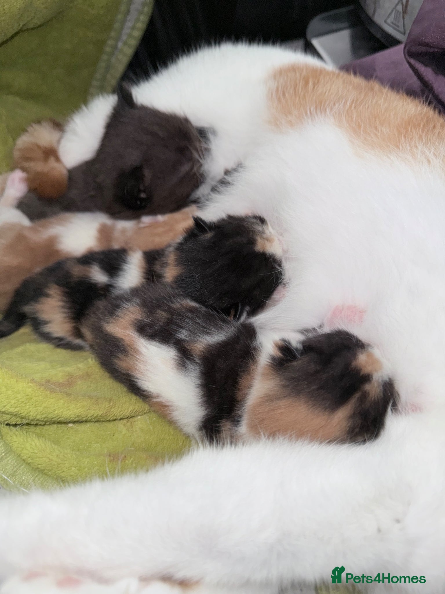 Mixed Breed cats Female black/grey kitten  - Advert 4