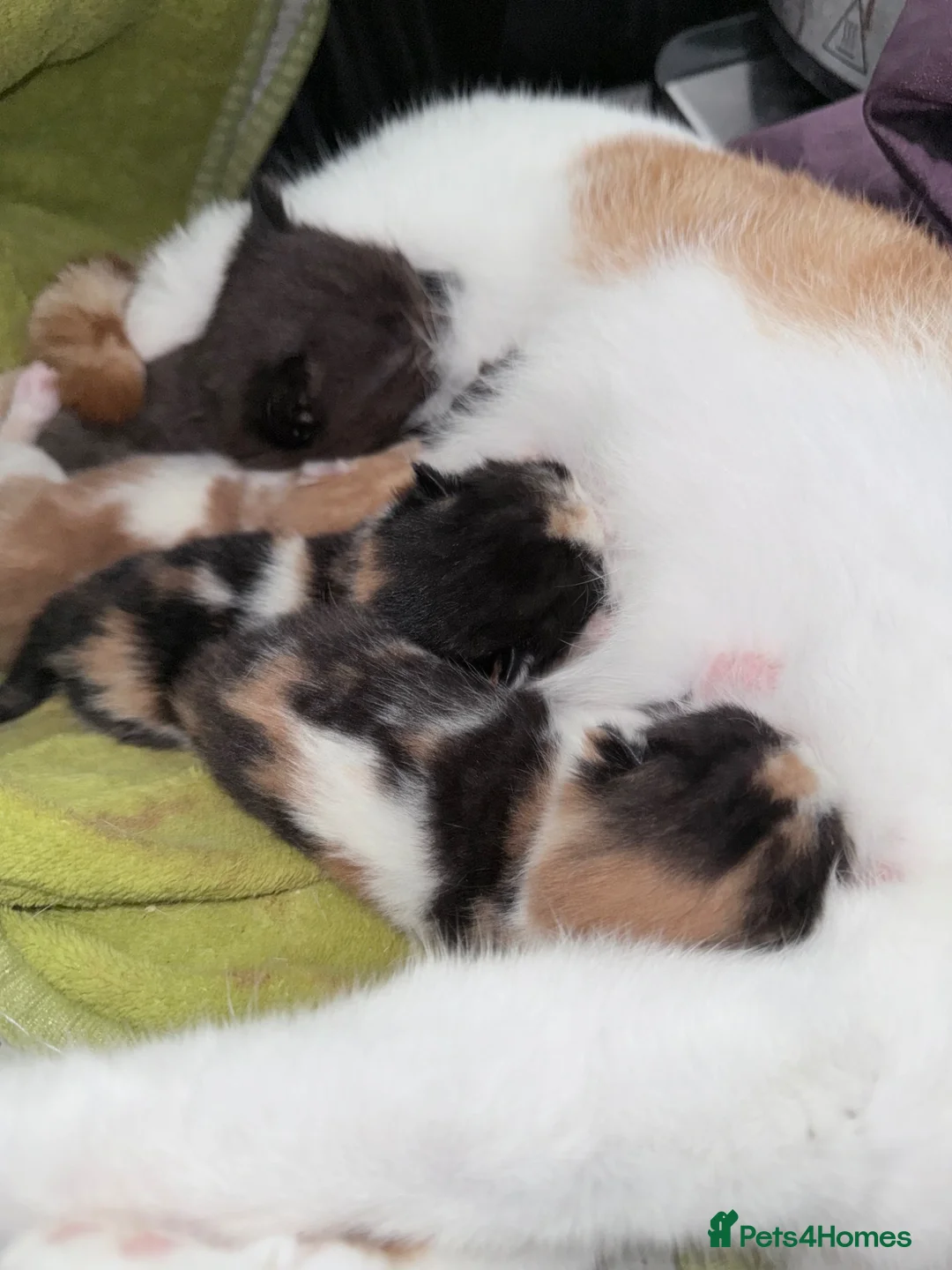 Mixed Breed cats for sale: Female black/grey kitten  - Advert 1