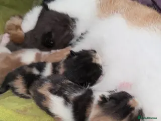 Mixed Breed cats Female black/grey kitten - Advert 1