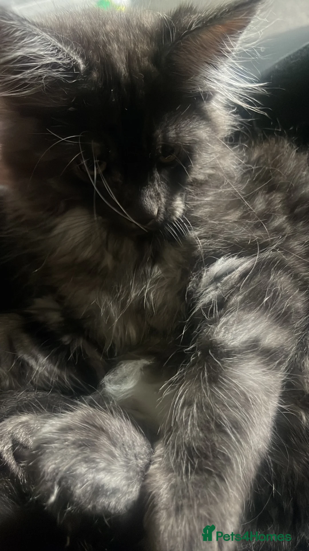 Maine Coon cats for sale: Pretty Maincoon girl  - Advert 3