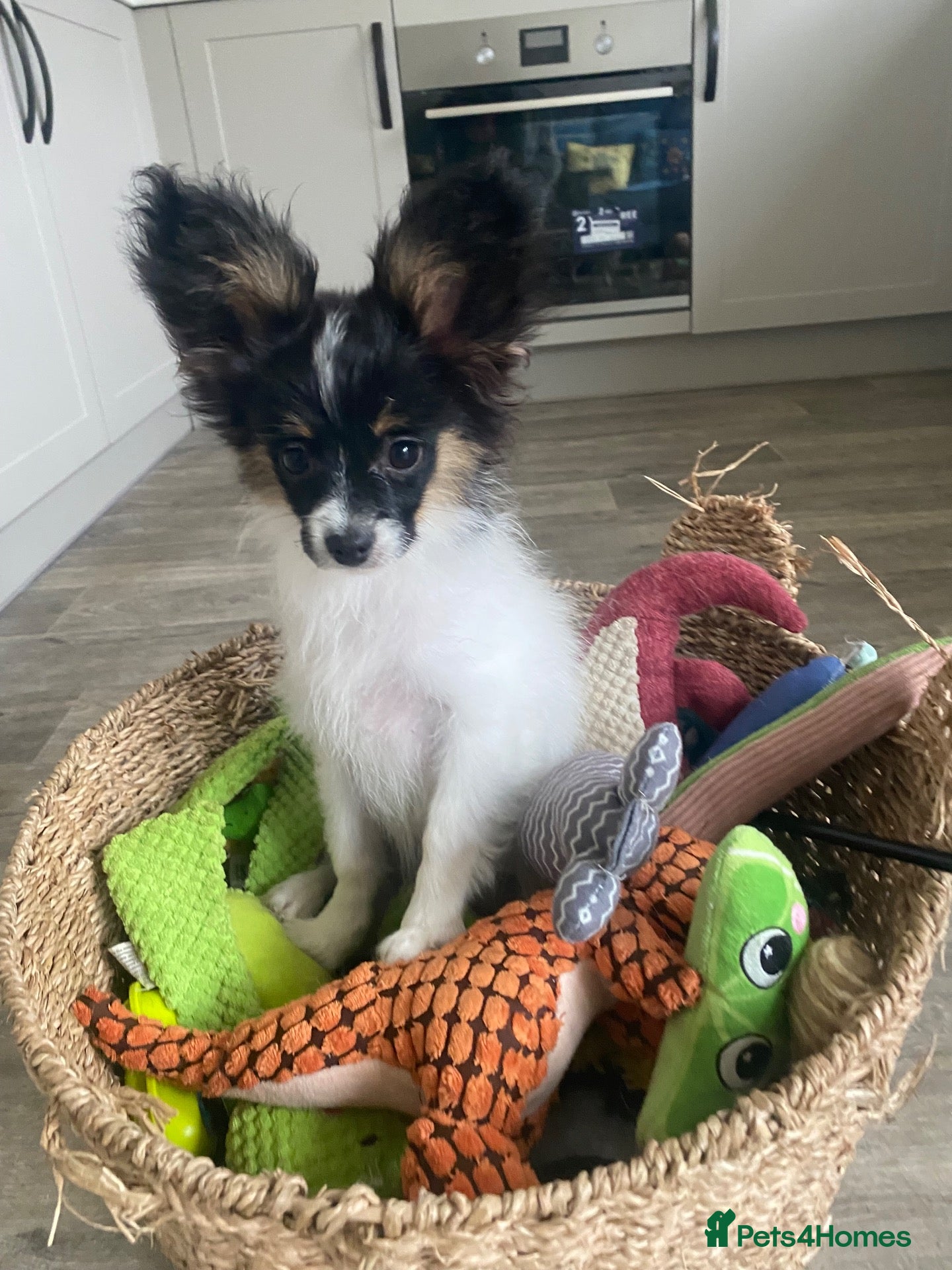 Papillon dogs Beautiful boy puppy  - Advert 1