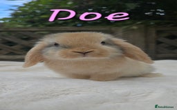 Mini Lop rabbits for sale: Beautiful mini lops boys and girls - Image 7