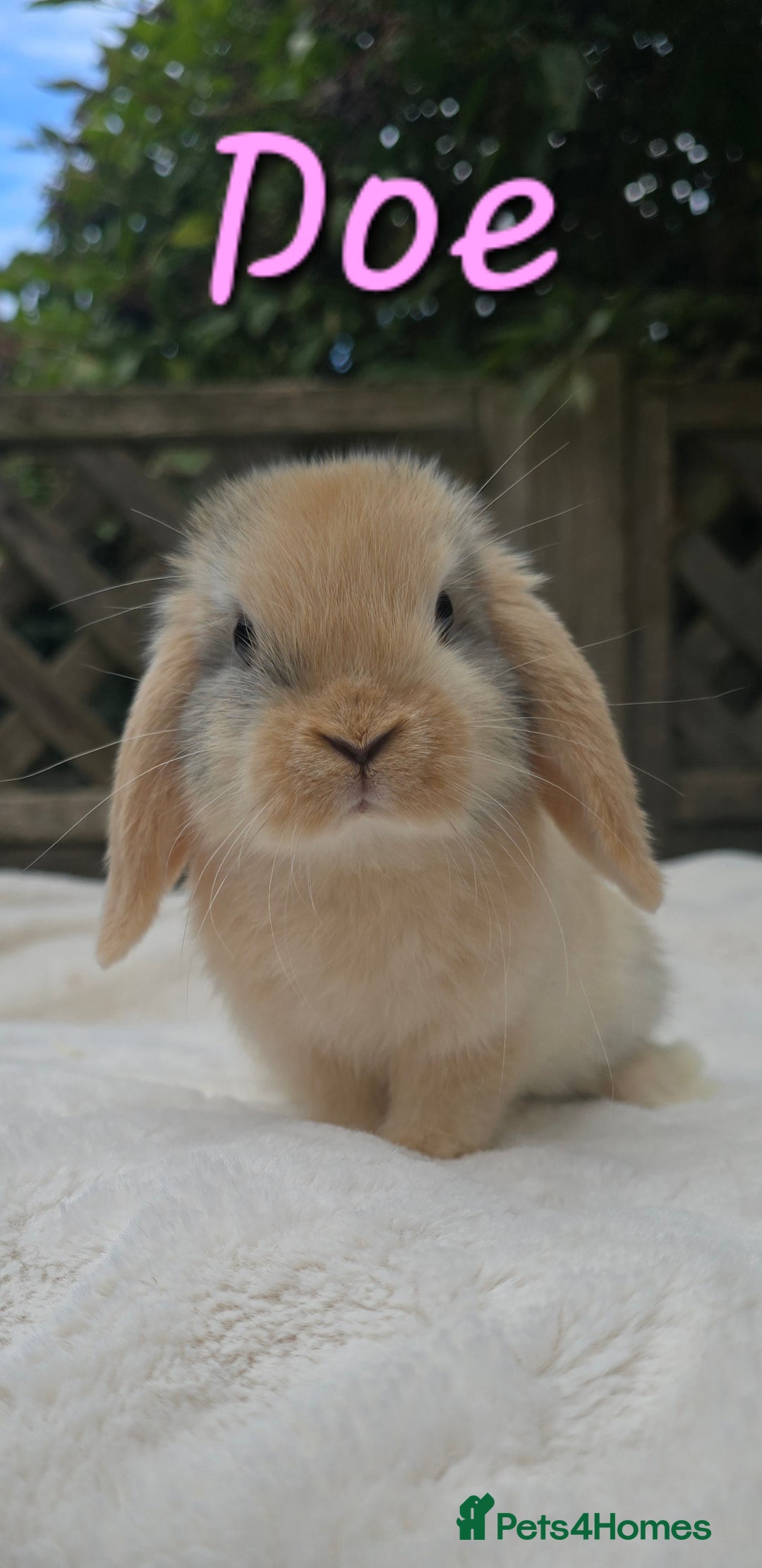 Mini Lop rabbits for sale: Beautiful mini lops boys and girls - Image 7