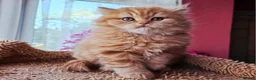 Scottish Fold cats for sale: Beautiful Scottish Straight Kittens for Sale - Advert 10