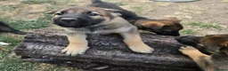 Mixed Breed dogs for sale: Belgium shepherd puppies  - Advert 16