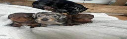 Miniature Dachshund dogs for sale: KC Registered miniature dachshund puppies  - Advert 21