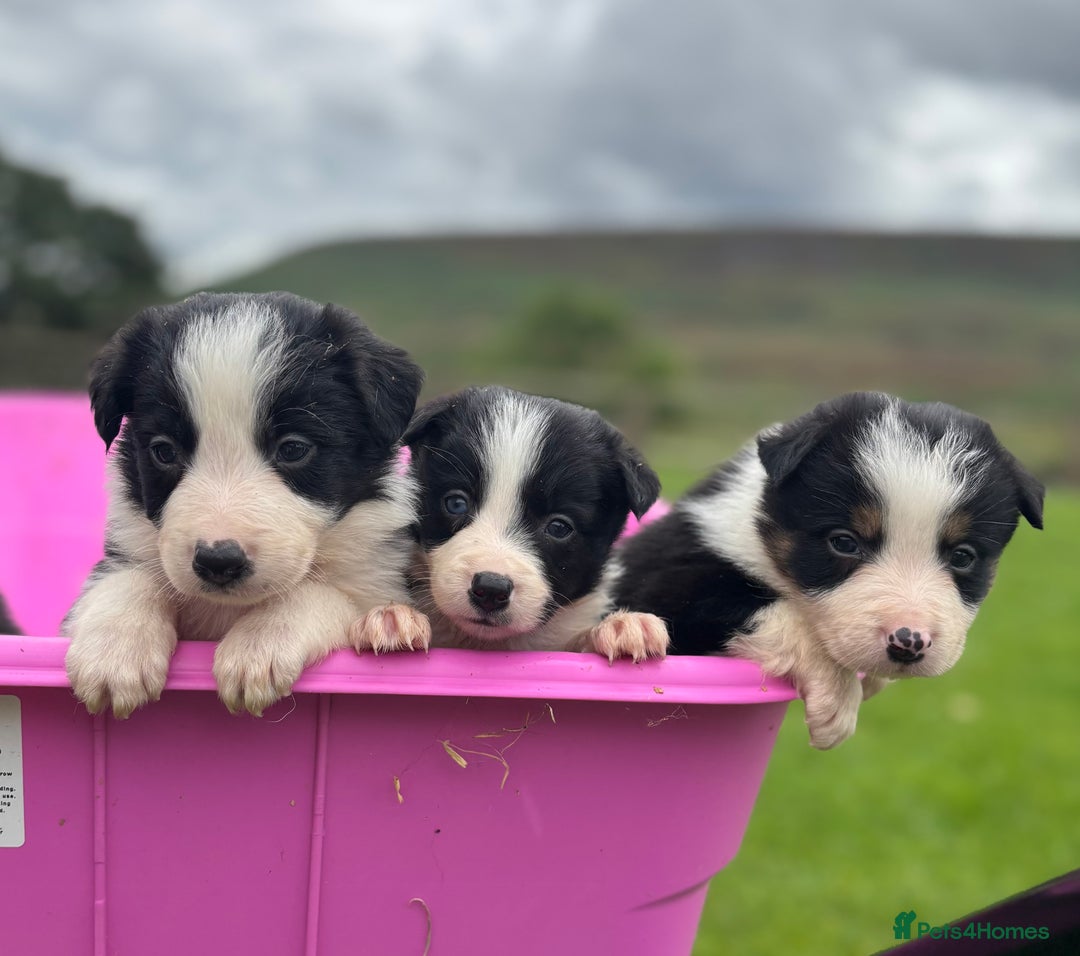 Border Collie dogs for sale: Border collie puppies ready now  - Image 2